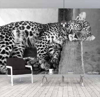 Picture of Leopard cub - cuteness 